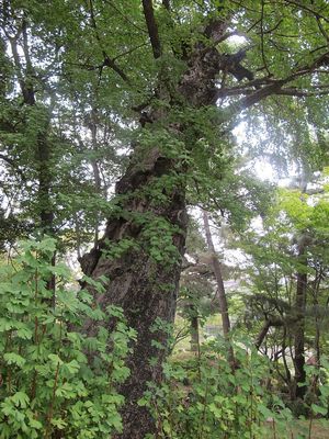 Mother Ginkgo tree, over 200 years old
